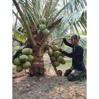 ราคา ต้นมะพร้าวกะทิน้ำหอมต้นเตี้ย พันธุ์แท้ บ้านแพร้ว สูง 2-3 เมตร สามารถติดผลดก 15-20 ผลต่อทะลาย (5068989044)