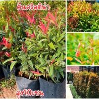 ราคา ต้นคริสติน่า ต้นสวยพร้อมส่งครับ สูง50เซนครับ (28574694644)