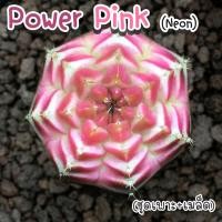 ราคา ชุดเพาะเมล็ด Power Pink (ด่างนีออน) กระบองเพชร/แคคตัส พร้อมชุดเพาะ (24469590305)