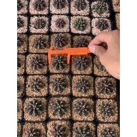 ราคา ยิมโนเชื้อด่างไซต์ใหญ่ (2967098621)