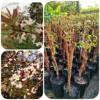 ราคา ต้นตอติ้วยอดขาว (สูง 40-60 ซม.) (9218340842)