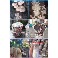 ราคา จำหน่ายเชื้อเห็ดขอนขาว กระด้าง หูหนู (20707110925)