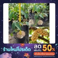 ราคา ต้นลองกองตันหยงเสียบยอดแท้100% (19922710871)