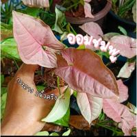ราคา ออมชมพู และออมชมพูด่าง Pink Syngonium / pink spot (42170751869)