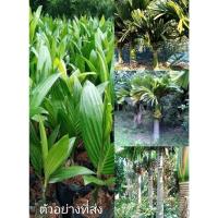 ราคา ขายต้นพันธุ์แท้ หมากเตี้ย ต้นเพาะเมล็ดแฮปปี้ (19022330182)