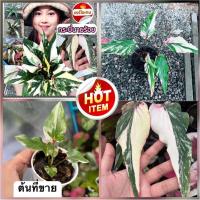 ราคา กระบี่นายร้อยบอนสีกระบี่นายร้อย หายากแรร์ไอเทมด่างเทพๆ(จัดส่งทั้งกระถาง)❇️ (13190053206)