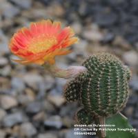 ราคา กระบองเพชร โลบิเวีย Lobivia ดอกสีส้ม ทูโทน ไม้ชุด 2 ตุลาคม 64 (12220790211)