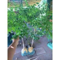 ราคา ต้นปีบขาว ต้นขนาด1เมตร (43351298425)