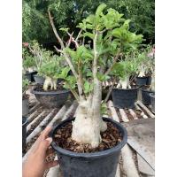 ราคา ชวนชม ราชินีพันดอก กระถาง 10 นิ้ว รากธรรมชาติ (8249974292)