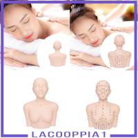 ราคา [ลาคูเปีย1] หุ่นโชว์การฝึกนวดไหล่พร้อมโมเดล จุดฝังเข็ม เพื่อการศึกษาของร้าน (41774843762)