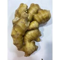 ราคา ขิงแก่ขิงไทยขิงเขาค้อ (6195556115)
