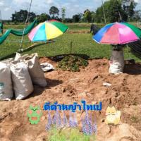 ราคา หญ้าไทเปชุด7ตร.ม(หญ้า4กิโลกรัม) (13480973361)