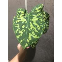 ราคา บอนลายเสือพราน บอนสี Colocasia (13105445254)