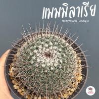 ราคา แมมมิลาเรีย Mammillaria Lindsayi แคคตัส กระบองเพชร cactus&succulent (7993296153)