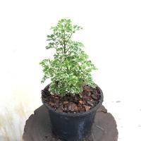 ราคา เล็บครุฑด่างแคระ ขนาดกระถาง 6 นิ้ว (3457870016)