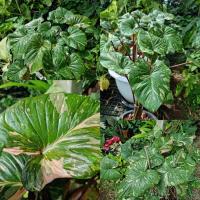 ราคา เสน่ห์จันทร์ประกายดาว เสน่ห์จันทร์ด่างชมพู (16878328767)