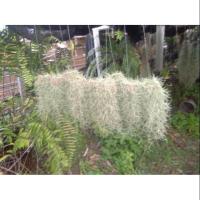 ราคา ต้นเคราฤาษี หนวดฤาษี (Spanish moss) (6537950766)