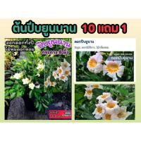 ราคา ต้นปีบยูนนาน .ดอกหอมตลอดทั้งวันมั้งคืน ดอกสีขาว ดอกสีอมชมพู ทรงพุ่ม มงคล ดิน ปุ๋ย กระถาง ผัก ต้นไม้ ต้นกล้า เมล็ดพันธ์ุ (29154777562)
