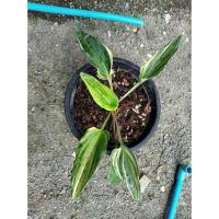 ราคา ว่านเพชรฉลูกัณฑ์ด่าง หรือ รวยล้นฟ้าด่าง ว่านรวยล้นฟ้า ต้นแม่พันธุ์ให้ลูกด่าง ในกระถาง 10 นิ้ว (9117973269)