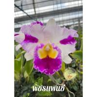 ราคา กล้วยไม้แคทลียา พัชรแฟนซี ต้นพร้อมให้ดอก กล้วยไม้ แคทลียา ส่งตรงจากสวน พร้อมส่ง มีเก็บเงินปลายทาง (21366732622)