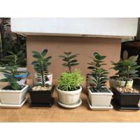 ราคา ต้นไม้มงคล(ขายพร้อมกระถางดินเผาเคลือบและจานรอง) (7734490566)