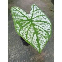 ราคา อิเหนา บอนสีอิเหนา.. (21854709536)