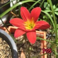 ราคา บัวดิน POS / โอฮาร่า/ แดงลำดวน/Red lime/Red devil/Red kide/Red wee ขนาดรอบหัว 3-4cm. (469760267)