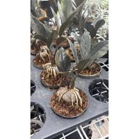 ราคา #กวักมรกตดำ #กวักโชคลาภ #Black #Zamioculcas โชว์โขด รากหัวสวย กวักมรกตดำ #ไม้มงคลเรียกทรัพย์ มีความหมายดี (43667337569)