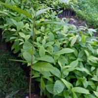 ราคา ต้นโกโก้ชุมพร1 ไซร์สูง (4337763958)