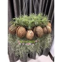 ราคา สับปะรดเคราฤาษีหัวทิลแลนเซีย (9978462054)