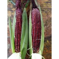 ราคา เมล็ดพันธุ์ ข้าวโพดข้าวเหนียวสีม่วง ขาวโพดเทียนม่วง ข้าวโพดม่วง นิลสยาม ข้าวโพดสีม่วงเหนียว [ 10 แถม 1 คละได้] (21586073800)