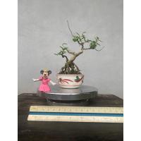ราคา บอนไซเพรมน่า บอนไซไม้จิ๋ว (40373923678)