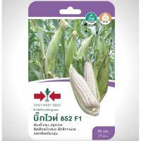 ราคา ข้าวโพดข้าวเหนียว บิ๊กไวท์853 SD/F1-036 ผักซอง ศรแดง F1 ข้าวโพด เมล็ดพันธุ์เมล็ดพันธุ์ผัก ผักศรแดง (19483987025)