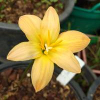 ราคา บัวดิน สยามซันเซท รอบหัว 4-5cm. (469738017)