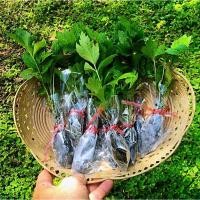 ราคา [บ้านไร่ฟีฟ่า]จิงจูฉ่าย5ต้น (19865551502)