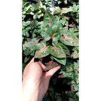 ราคา ต้น ออมนาค แคระ ใบเล็กๆ เสริมบารมี พร้อมปลูกในถุงดำ 39 บาท ปลูกไว้ในบ้านเรือนเพิ่มสิริมงคล เรียกเงินทอง โชคลาภ (9270515342)