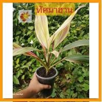 ราคา หมาก​ผู้​หมาก​เมีย​(ต้นทัศมาฮาน)​ ต้นหมาก​ผู้​หมาก​เมีย​ ทัศมาฮาน​ ต้นสวย​ ต้นไม้​มงคล​ (20574864043)