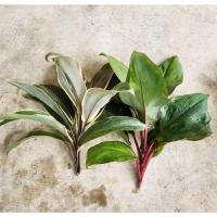 ราคา ต้นหมากผู้หมากเมีย Set 2 ชนิด :, เงาะถอดรูป, ชอคโกแลต (ตัดสด) (40421965780)