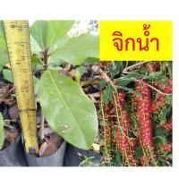 ราคา จิกน้ำ ต้นจิกน้ำ ความสูงไม่น้อยกว่า 10 ซม. (6273298908)