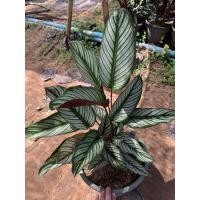 ราคา คล้าขุนแผนเรียกทรัพย์ กระถาง 11 นิ้ว (7254769559)