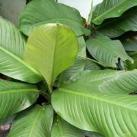 ราคา ต้นเศรษฐีวินสัน ขนาดใหญ่ ใบ กว้าง 1 เมตรพร้อมกระถาง (26712991032)