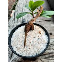 ราคา ต้นโสมไทย หรือ ต้นโสมคน สำหรับประดับ (6008454962)