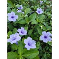 ราคา ต้อยติ่งไทย/ต้นเปาะแปะ ต้นละ 3 บาท (21679979230)