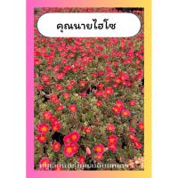 ราคา ต้นคุณนายไฮโซ ใบด่าง คุณนายตื่นสาย แพรเซี่ยงไฮ้ ไม้แดด กระถาง6นิ้ว (26341318461)