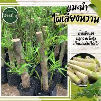 ราคา ต้นหน่อไม้ ไผ่เลี้ยงหวาน (27818965230)