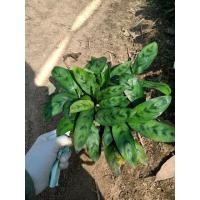 ราคา คล้ากาเหว่าเขียว ไม้มงคล (7817325629)