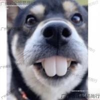 ราคา ฟันตลก Corgi ฟันตลกฮาโลวีนตลกกระต่ายฟัน Spoof สุนัข Tricky Camphor สุนัขฟันปลอมฟันปลอมฟันปลอม PTUN (50050140266)