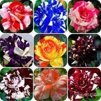 ราคา Rose Stripe Seeds Tiger Rose Seeds/สวน/เสื้อ/กางเกง/ เซล็ตต์/ไม้จันทน์ สวน/seeds/มะเขือเทศ/ทานตะวัน/ดอกไม้/ 72PJ (23405161294)
