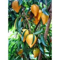 ราคา ต้นลูกท้อ ต้นเซียนท้อ (ละมุดอินเดีย) จัดส่งพร้อมถุง 6 นิ้ว ลำต้นสูง 55-75ซม ต้นไม้แข็งแรงทุกต้น (9624791364)