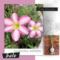 ราคา บัวดิน Z.My Picotee บัวดินสีชมพู บัวดินสีขาว บัวดินเลี้ยงง่าย (11639795153)